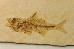 DAPALIS MACRURUS