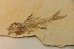 DAPALIS MACRURUS