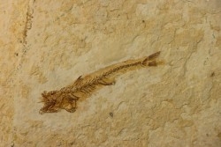 DAPALIS MACRURUS