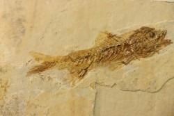DAPALIS MACRURUS