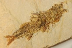 DAPALIS MACRURUS