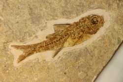 DAPALIS MACRURUS