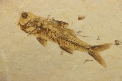DAPALIS MACRURUS