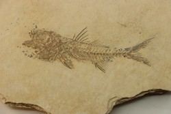 DAPALIS MACRURUS