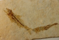 DAPALIS MACRURUS