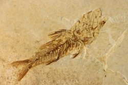 DAPALIS MACRURUS