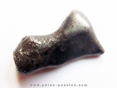 METEORITE SIDERITE SIKHOTE ALIN (7)