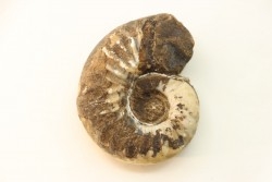 syringonautilus sp. - Smithien (trias) - Bobonaro Scaly Clay - Lidak - TIMOR - INDONESIE