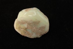 opalized bivalve:  Cyrenopsis australiensis - Aptian - Coober Pedy - Australia