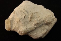 Belemnite en opale: - Aptian - Coober Pedy - Australia