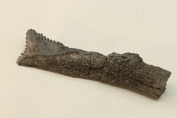 Dent de requin : EDESTUS HEINRICHI