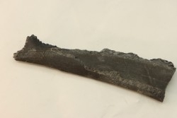shark teeth: EDESTUS HEINRICHI