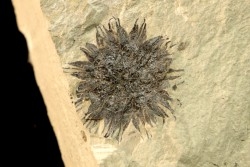 sicamore (fruit) eocene - green river fmt - Utah - USA