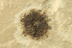 sicamore (fruit) eocene - green river fmt - Utah - USA
