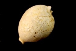 AUSTROCYPRACA CONTUSA - Miocene - Mornington peninsula, Victoria, AUSTRALIE