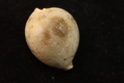 AUSTROCYPRACA CONTUSA - Miocene - Mornington peninsula, Victoria, AUSTRALIE