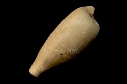NOTOLUPONIA BRACHYPYGA  Miocène  Batesford Quarry, Victoria, AUSTRALIE