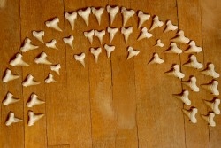 rare association de 46 dents du même requin: OTODUS OBLIQUUS - Ypresien - Oued Zem, Maroc