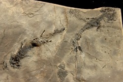 branchiosaure (protriton) petrolei - Autunian - Autun, France