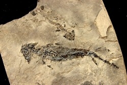 branchiosaure (protriton) petrolei - Autunian - Autun, France
