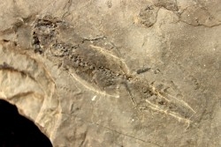 branchiosaure (protriton) petrolei - Autunien - Autun, FRANCE