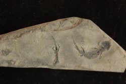 branchiosaure (protriton) petrolei - Autunian - Autun, France
