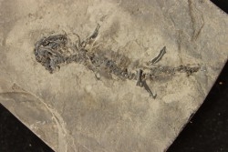 branchiosaure (protriton) petrolei - Autunian - Autun, France