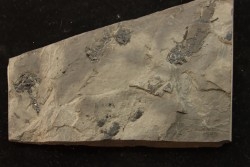 branchiosaure (protriton) petrolei - Autunian - Autun, France