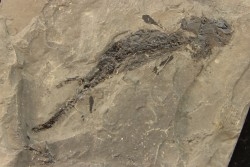 branchiosaure (protriton) petrolei - Autunian - Autun, France