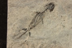 branchiosaure (protriton) petrolei - Autunien - Autun, FRANCE