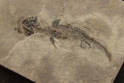 branchiosaure (protriton) petrolei - Autunien - Autun, FRANCE
