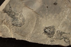 branchiosaure (protriton) petrolei - Autunien - Autun, FRANCE