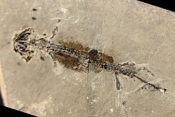branchiosaure (protriton) petrolei - Autunien - Autun, FRANCE