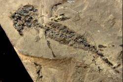branchiosaure (protriton) petrolei - Autunien - Autun, FRANCE