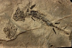 branchiosaure (protriton) petrolei - Autunian - Autun, France