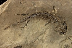branchiosaure (protriton) petrolei - Autunien - Autun, FRANCE