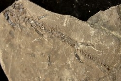 branchiosaure (protriton) petrolei - Autunien - Autun, FRANCE