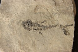 branchiosaure (protriton) petrolei - Autunien - Autun, FRANCE