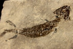 branchiosaure (protriton) petrolei - Autunien - Autun, FRANCE