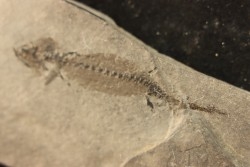 branchiosaure (protriton) petrolei - Autunien - Autun, FRANCE