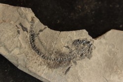 branchiosaure (protriton) petrolei - Autunien - Autun, FRANCE