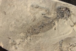 branchiosaure (protriton) petrolei - Autunien - Autun, FRANCE