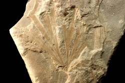 rare feuille de GINKGO: GINGOITES GINKGOIDES - trias moyen - Queensland - AUSTRALIE