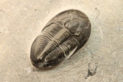 Cyberella lemkei  - Eifelien sup. - Jbel Issoumour - Maroc