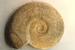 19 cm !! - Haugia Variabilis - Toarcien - Airvault, France