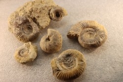 collection of 5 ammonites :  bathonian from  Nièvre (58) - FRANCE