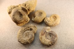 collection of 5 ammonites :  bathonian from  Nièvre (58) - FRANCE