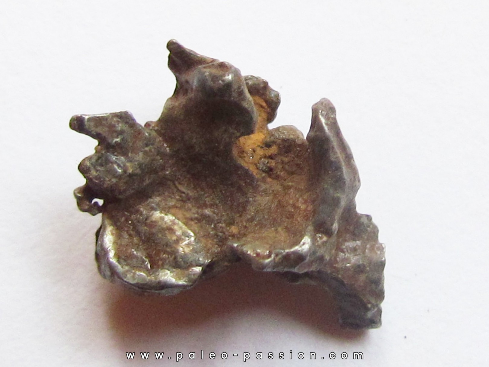 METEORITE pallasite IMALAC (10) METEORITE pallasite IMALAC (10)