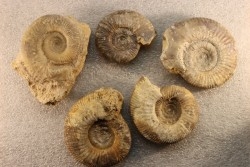 collection of 5 ammonites :  bathonian from  Nièvre (58) - FRANCE