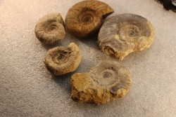 collection of 5 ammonites :  bathonian from  Nièvre (58) - FRANCE